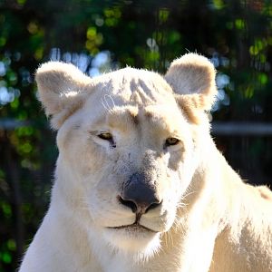White Lion - Darling Downs Zoo