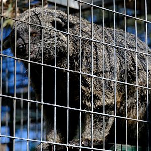 Binturong - Darling Downs Zoo