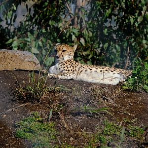 Cheetah - Darling Downs Zoo