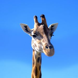 Giraffe - Darling Downs Zoo