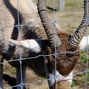 Addax - Darling Downs Zoo
