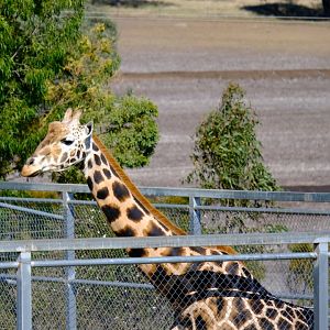 Giraffe - Darling Downs Zoo