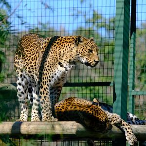 Sri Lankan Leopard's - Darling Downs Zoo