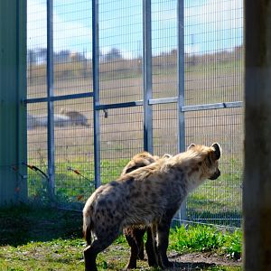 Spotted Hyena's - Darling Downs Zoo