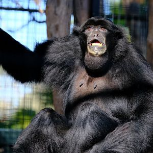 Siamang - Darling Downs Zoo