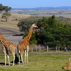 Ivy / Tulip / Lily - Darling Downs Zoo