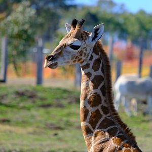 Ivy - Darling Downs Zoo