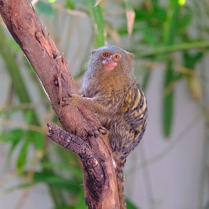 Pygmy Marmoset - Darling Downs Zoo