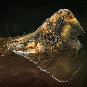 Alligator snapping turtle : Crocodiles of the World : 04 Jul 2025