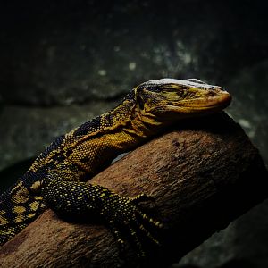 Yellow-Headed Water Monitor (Varanus cumingi)
