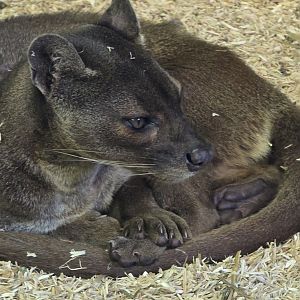Fossa