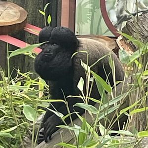 Male Guianan Bearded Saki