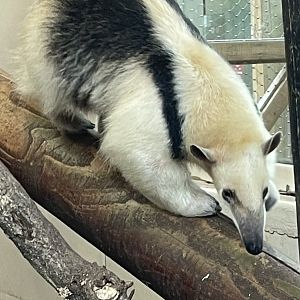 Southern Tamandua