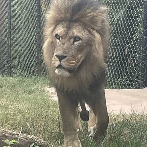 Male African Lion, Bailey