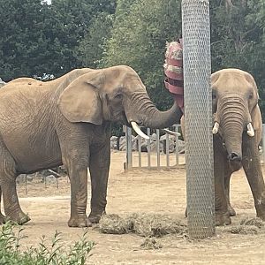 Female African Elephants