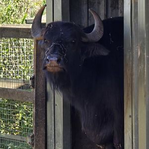 Domestic water buffalo