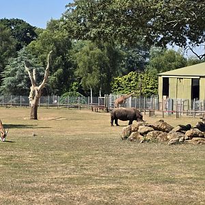 Plains of Africa exhibit