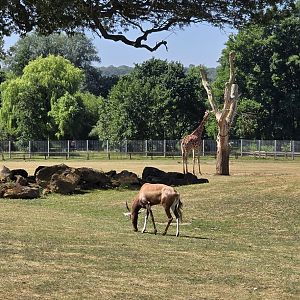 Plains of Africa exhibit