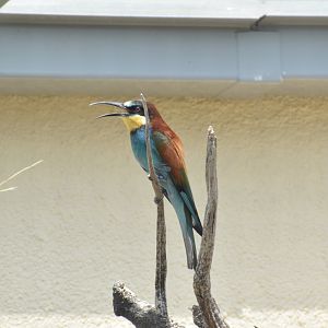 European bee-eater