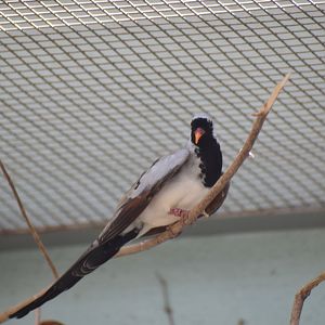 Namaqua dove