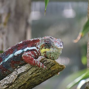 Panther chameleon