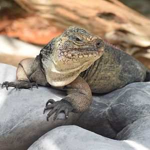 Exuma island iguana