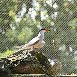 Common tern