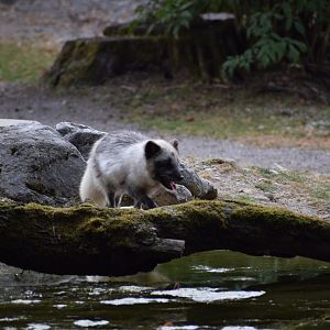 Arctic fox