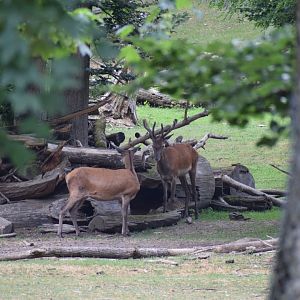 North European red deer