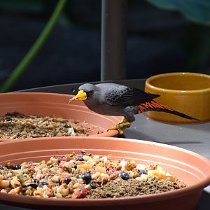 Grosbeak starling