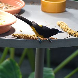 Montserrat oriole