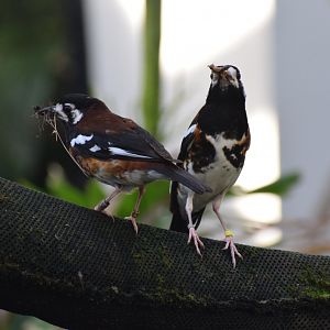 Chestnut-backed trush