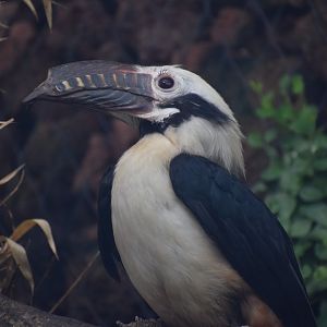 Visayan hornbill