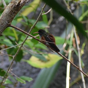 Amazilia hummingbird