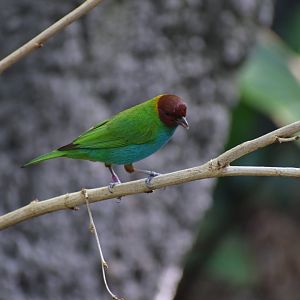 Bay-headed tanager