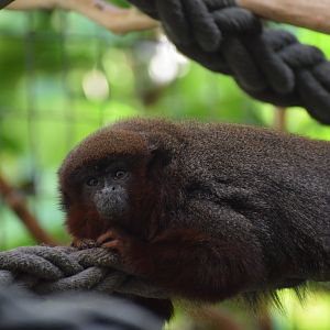 Coopery titi monkey