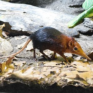 Black and rufous sengi