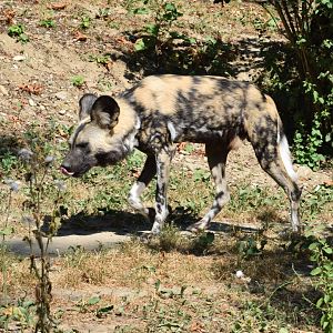 African hunting dog
