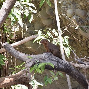 Common dwarf mongoose