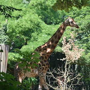 Kordofan giraffe