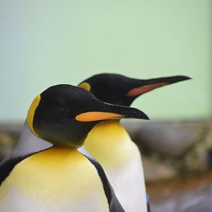 King penguin