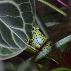 Rio Pescado stubfoot toad