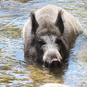 European wild boar