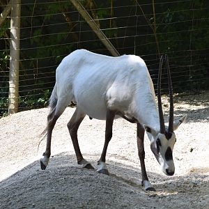 Arabian oryx