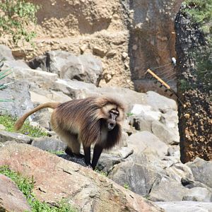 Gelada baboon