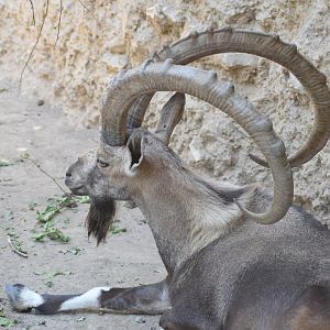Nubian ibex