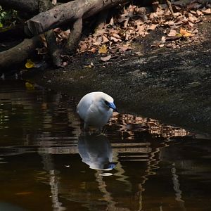 Malagasy pond heron