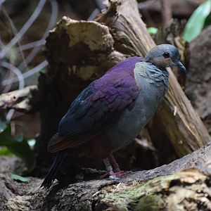 Crested quail-dove
