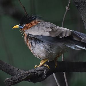 Brahminy starling