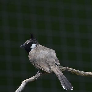 Himalayan bulbul